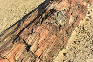 Taşlaşmış orman, Namibya