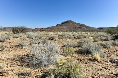 Taşlaşmış orman, Namibya