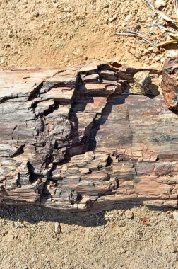 Taşlaşmış orman, Namibya