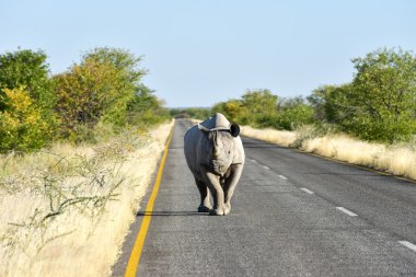 Black Rhinoceros - Etosha National Park, Namibia clipart