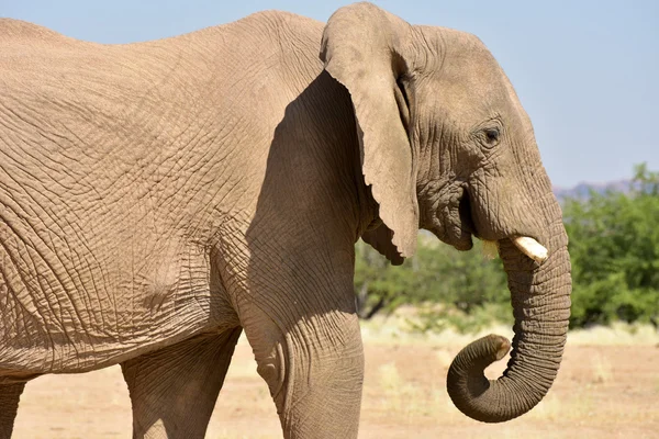 African Bush Elephants — Stock Photo, Image