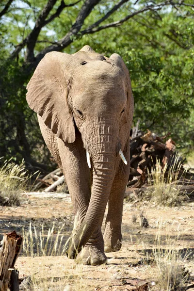Afrikai bokor elefántok — Stock Fotó