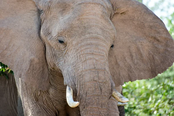 African Bush Elephants — Stock Photo, Image
