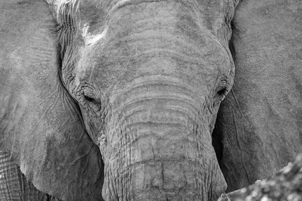 Retrato de elefante arbusto africano — Fotografia de Stock