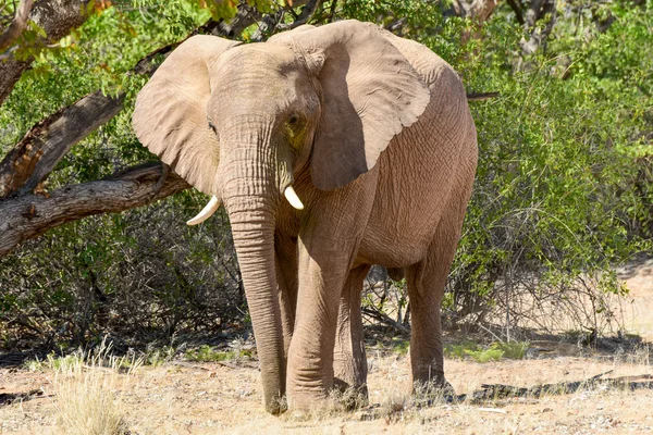 African Bush Elephants — Stock Photo, Image