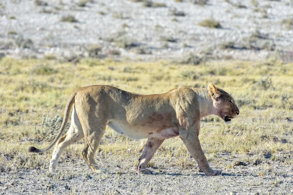 Aslan etkin, Namibia — Stok fotoğraf