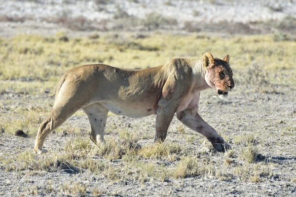 Lion in Etosha, Namibië — Stockfoto