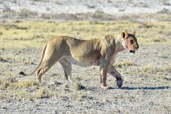 León en Etosha, Namibia — Foto de Stock