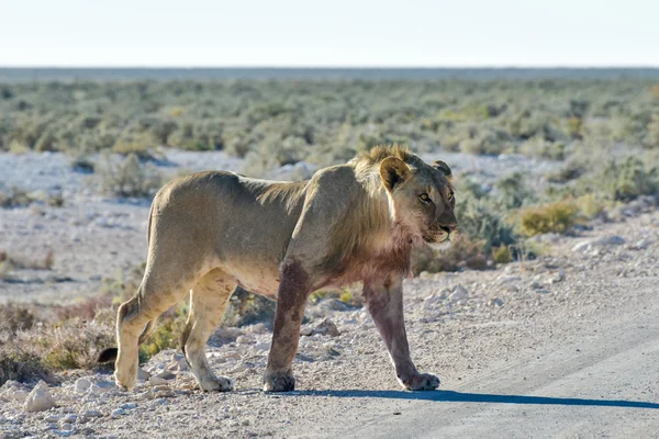 Aslan etkin, Namibia — Stok fotoğraf