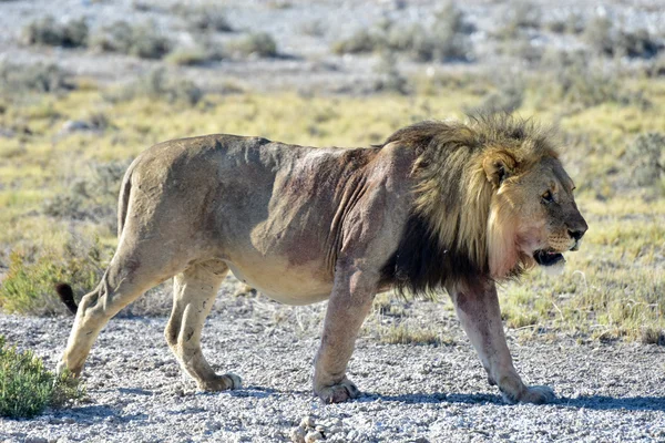 León en Etosha, Namibia — Foto de Stock