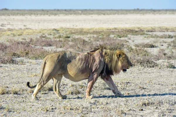 León en Etosha, Namibia — Foto de Stock