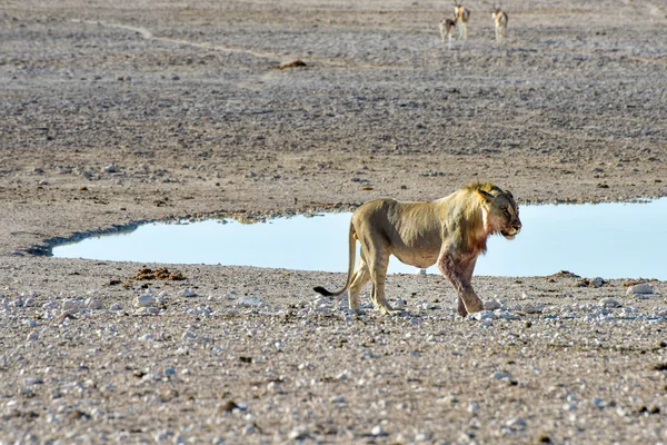 빈트후크, 나미비아에 있는 사자 — 스톡 사진