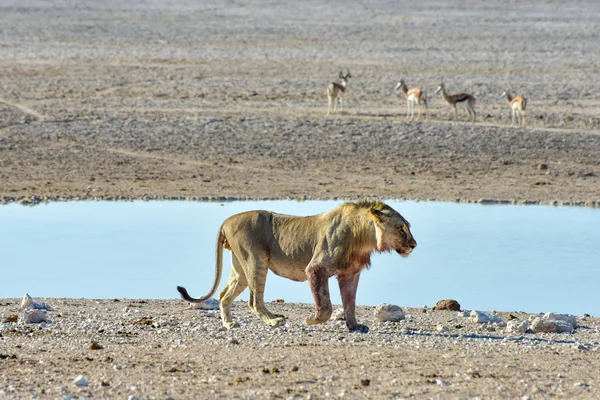 Lew w Etosha, Namibia — Zdjęcie stockowe