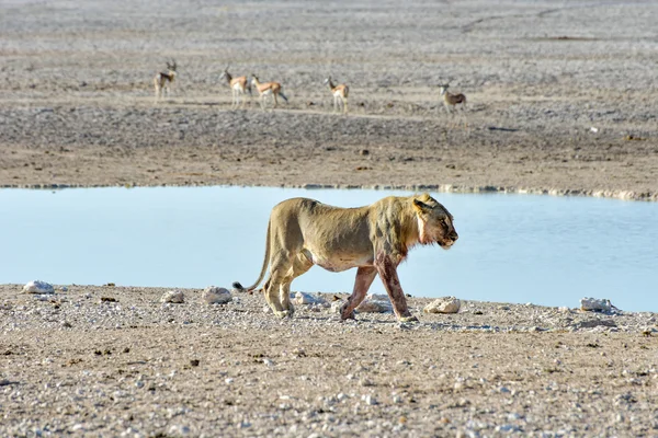Лев в Етоша, Намібія — стокове фото
