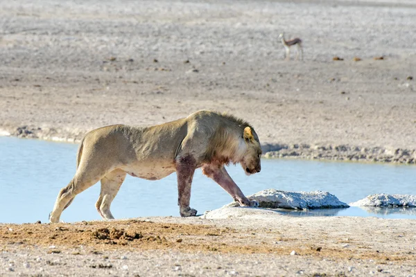 Lew w Etosha, Namibia — Zdjęcie stockowe