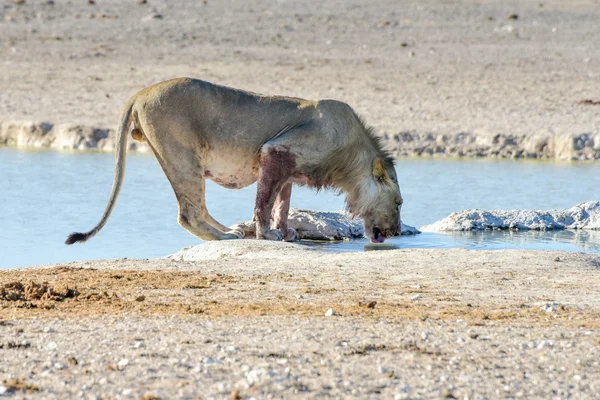 Aslan etkin, Namibia — Stok fotoğraf