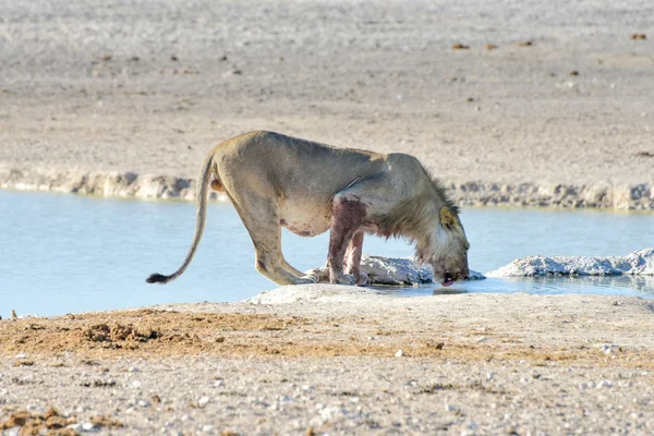 Lew w Etosha, Namibia — Zdjęcie stockowe