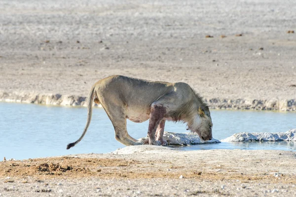 Oroszlán Etosha, Namíbia — Stock Fotó