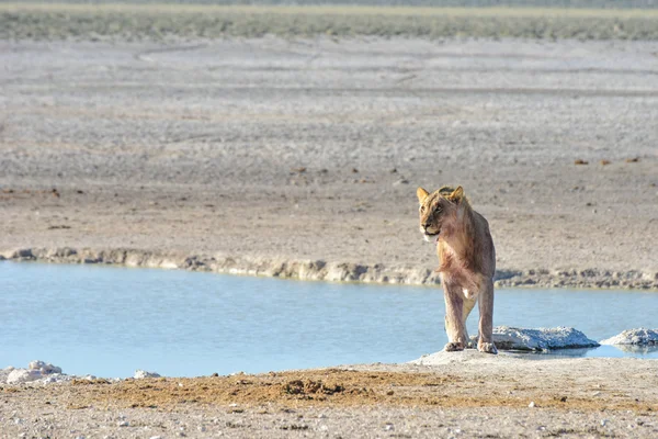 Löwe in Etoscha, Namibia — Stockfoto