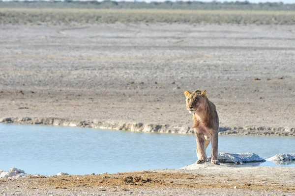 Lew w Etosha, Namibia — Zdjęcie stockowe
