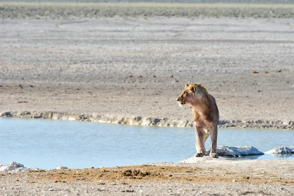 Aslan etkin, Namibia — Stok fotoğraf