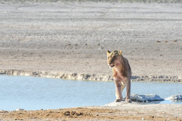 Leão em Quindío, Namíbia — Fotografia de Stock