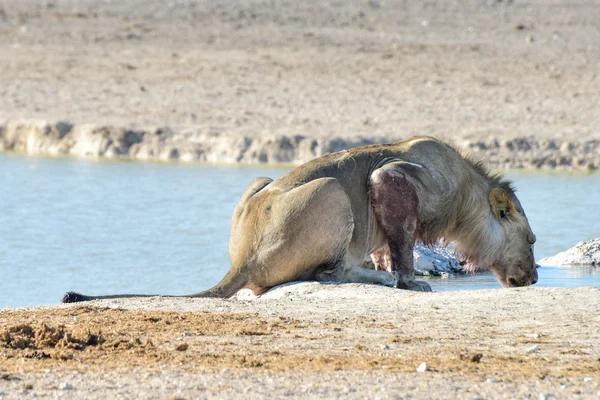 Aslan etkin, Namibia — Stok fotoğraf