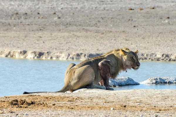 Lion à Etosha, Namibie — Photo