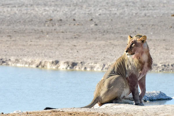 Lion in Etosha, Namibia