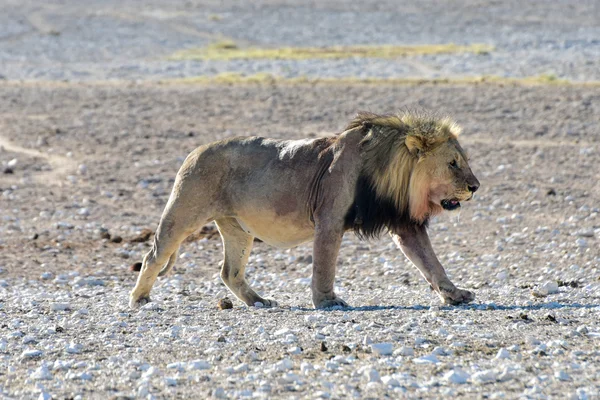 León en Etosha, Namibia —  Fotos de Stock