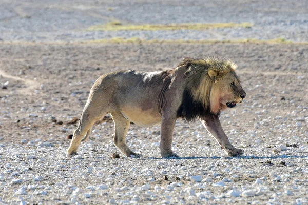 León en Etosha, Namibia — Foto de Stock