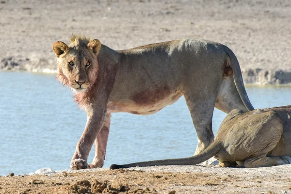 León en Etosha, Namibia — Foto de Stock