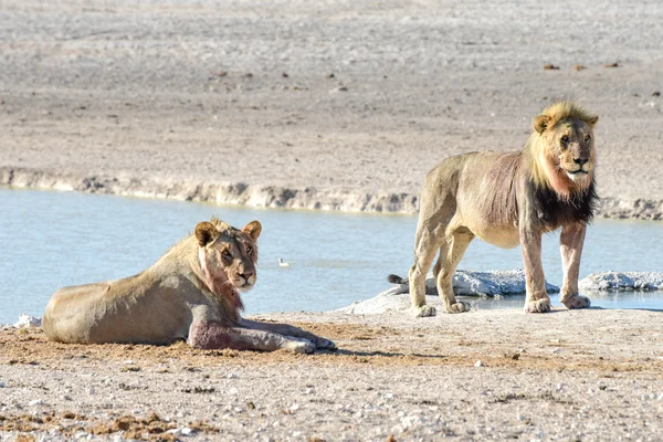 Aslan etkin, Namibia — Stok fotoğraf