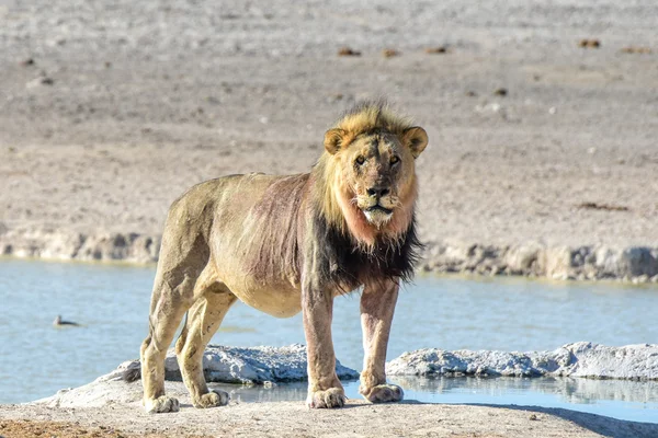 Aslan etkin, Namibia — Stok fotoğraf