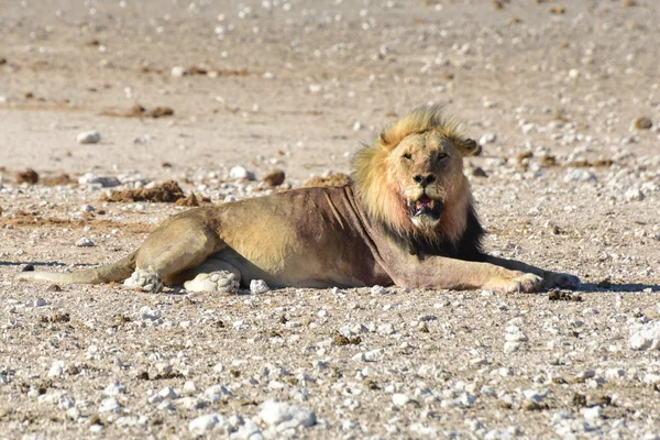 León en Etosha, Namibia — Foto de Stock