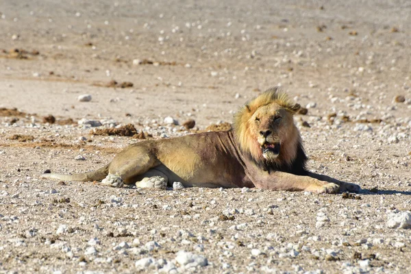 Aslan etkin, Namibia — Stok fotoğraf