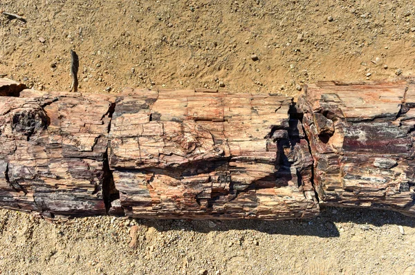 Petrified Forest, Namibie — Stockfoto