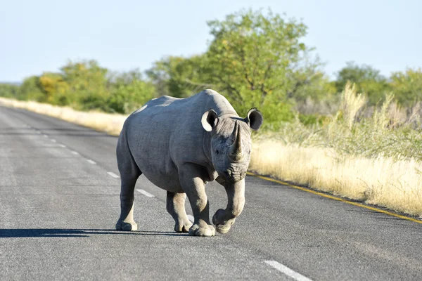 검은 코뿔소-Etosha 국립 공원, 나미비아 — 스톡 사진
