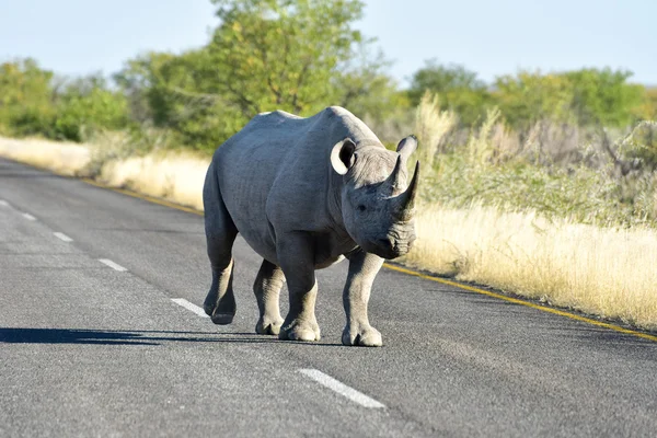 Badak Hitam - Taman Nasional Etosha, Namibia — Stok Foto