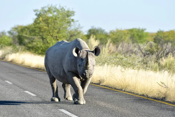 Black Rhinoceros อุทยานแห่งชาติ Etosha, นามิเบีย — ภาพถ่ายสต็อก