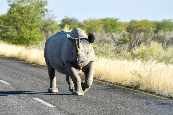 Black Rhinoceros - Etosha National Park, Namibia — Stock Photo, Image