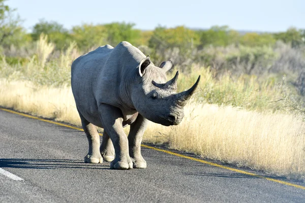 Badak Hitam - Taman Nasional Etosha, Namibia — Stok Foto