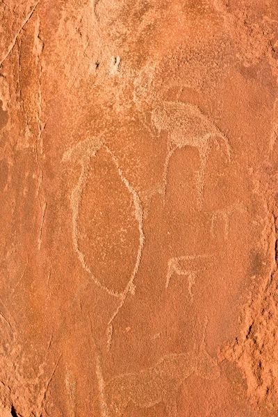 Bushman skalní rytiny - Namibie — Stock fotografie