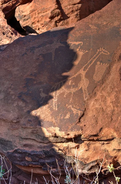 Bushman Rock Engravings - Namibia — Stock Photo, Image