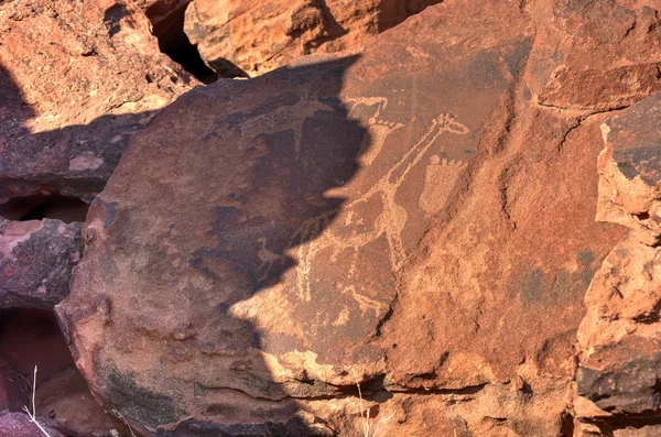 Bushman Rock Engravings - Namibia — Stock Photo, Image