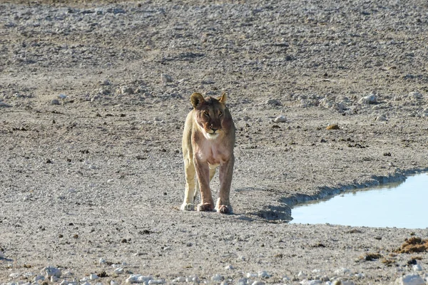 Oroszlán Etosha, Namíbia — Stock Fotó