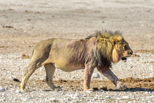 Lion in Etosha, Namibia — Stock Photo, Image