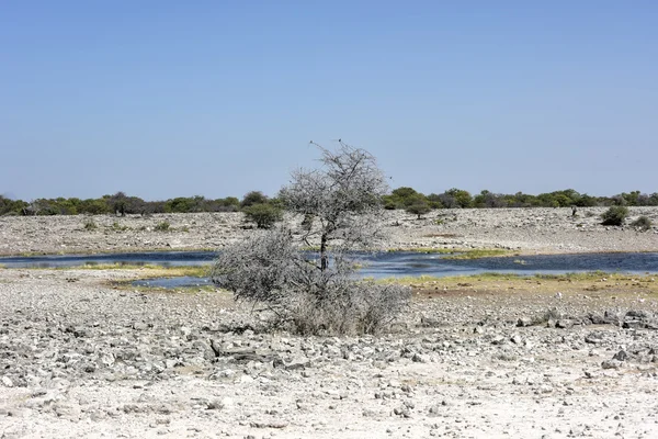 Soli Etosha Pan - Namibia — Zdjęcie stockowe