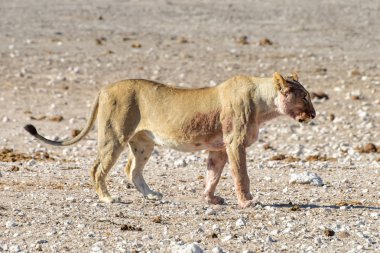 Aslan etkin, Namibia
