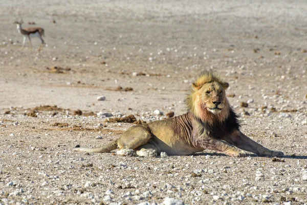 Aslan etkin, Namibia — Stok fotoğraf